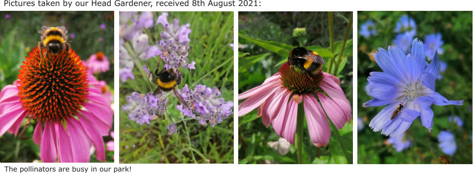 Pictures taken by our Head Gardener, received 8th August 2021: The pollinators are busy in our park!