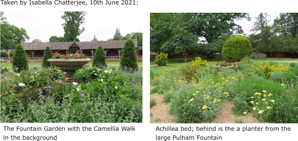 Taken by Isabella Chatterjee, 10th June 2021: The Fountain Garden with the Camellia Walk in the background Achillea bed; behind is the a planter from the large Pulham Fountain