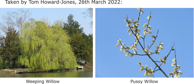 Taken by Tom Howard-Jones, 26th March 2022: Weeping Willow Pussy Willow