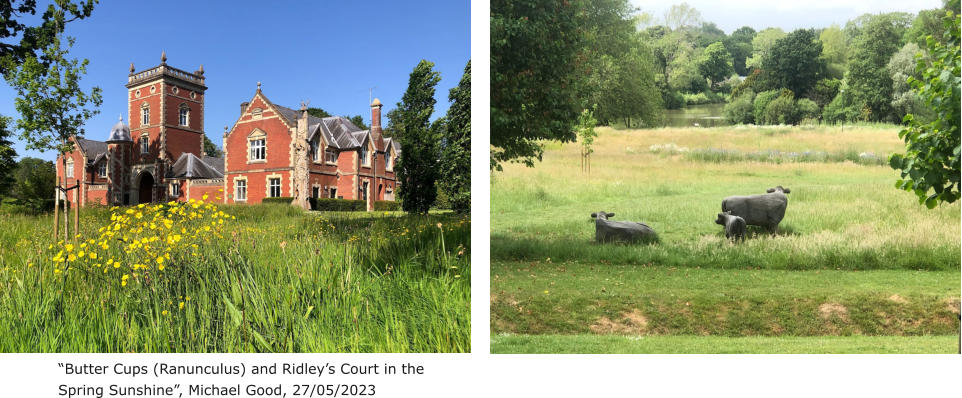 “Butter Cups (Ranunculus) and Ridley’s Court in the Spring Sunshine”, Michael Good, 27/05/2023