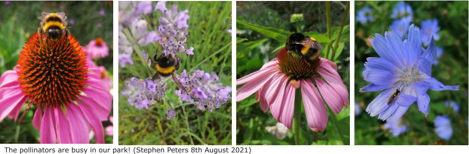 The pollinators are busy in our park! (Stephen Peters 8th August 2021)