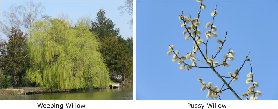 Weeping Willow Pussy Willow