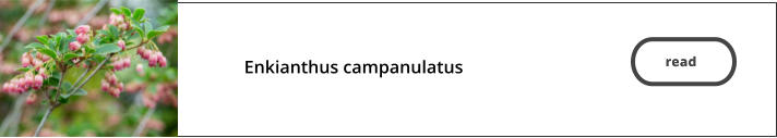 read   Enkianthus campanulatus   read