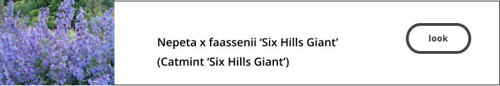 look  Nepeta x faassenii ‘Six Hills Giant’  (Catmint ‘Six Hills Giant’)  look