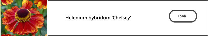 look   Helenium hybridum ‘Chelsey‘  look