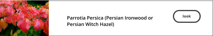look  Parrotia Persica (Persian Ironwood or Persian Witch Hazel)   look