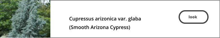 look   Cupressus arizonica var. glaba  (Smooth Arizona Cypress)  look