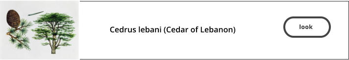 look   Cedrus lebani (Cedar of Lebanon)    look