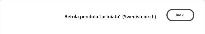 look   Betula pendula ‘laciniata’  (Swedish birch)     look