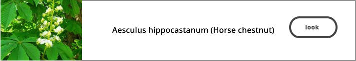 look   Aesculus hippocastanum (Horse chestnut)    look