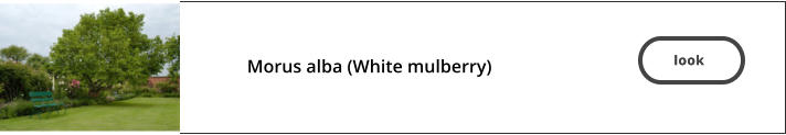 look   Morus alba (White mulberry)  look